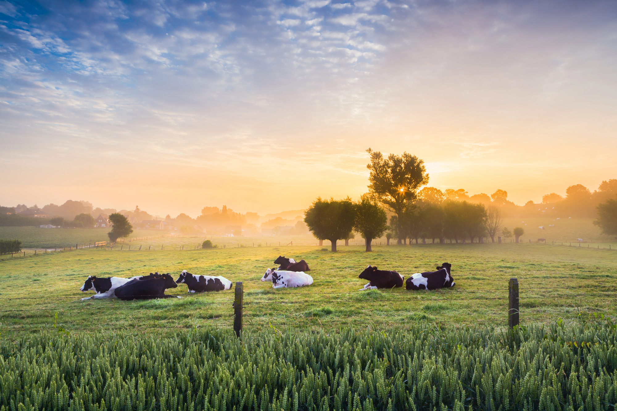 Koeien in een weide bij zonsopgang in de Vlaamse Ardennen